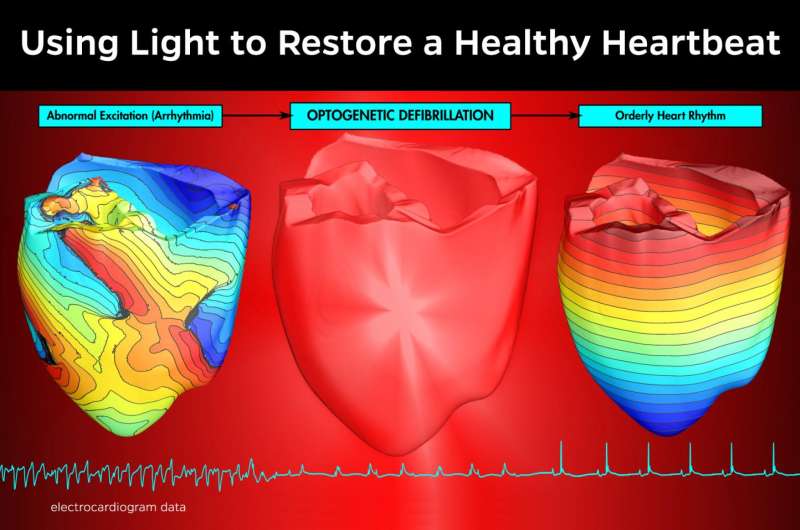 Light tames lethal heart disorders in mice and virtual humans
