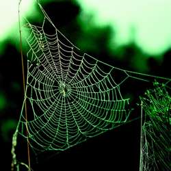 Light used to measure the 'big stretch' in spider silk proteins