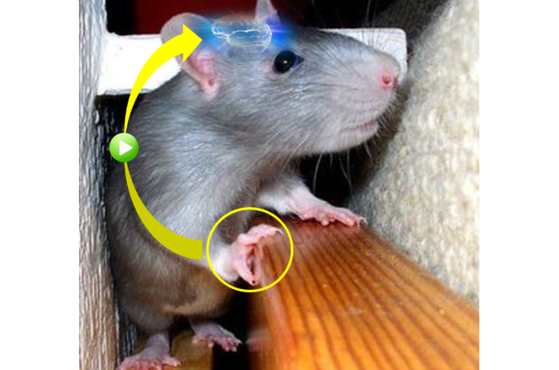 Link between intensive post-stroke rehabilitation and recovery demonstrated in rats