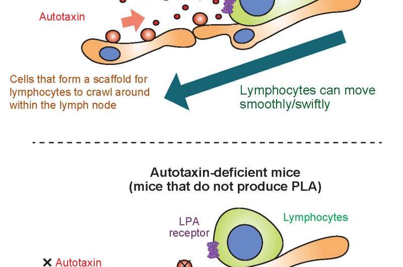 Lipid helps lymphocytes patrol