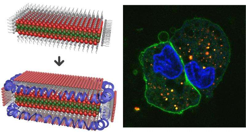 Lipoprotein nanoplatelets shed new light on biological molecules and cells