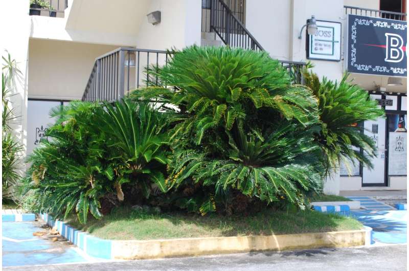 Literature on cycads continues to accumulate