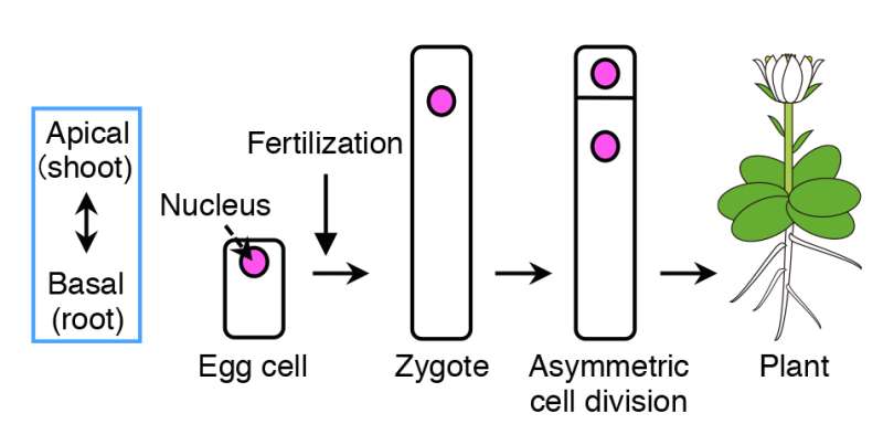 Live cell imaging of asymmetric cell division in fertilized plant cells