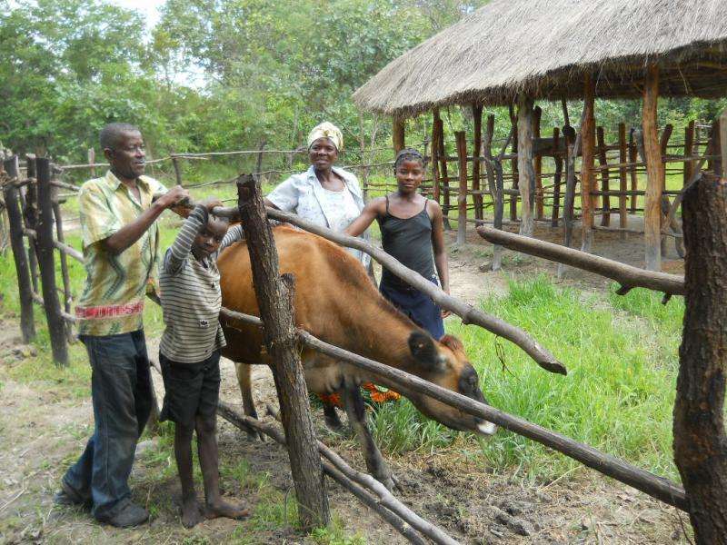 Livestock donations to Zambian households yield higher income, improved diet
