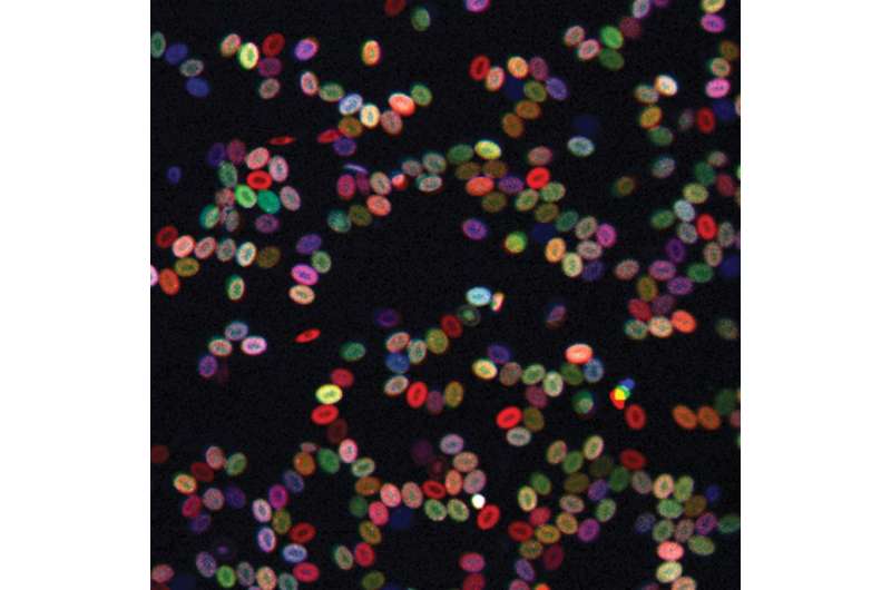 Living color: Rainbow-hued blood stem cells shed new light on cancer, blood disorders