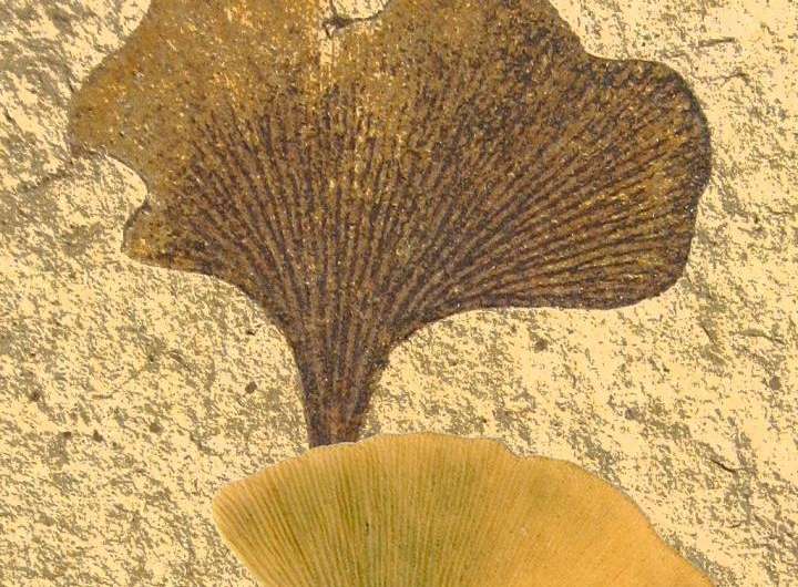 Living fossil genome unveiled