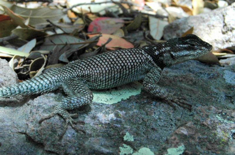 Lizard study finds global warming data not enough to predict animal extinction