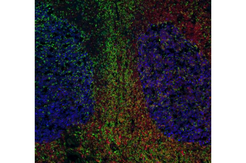 LJI researchers reveal dominant player in human T helper cell maturation