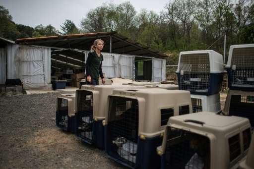 Lola Webber of Humane Society International transport dogs in crates during the closure of a dog meat farm in Wonju