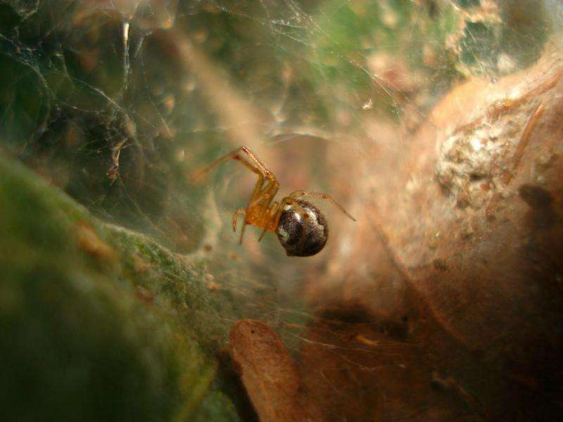 Loner spiders prevail as pioneers