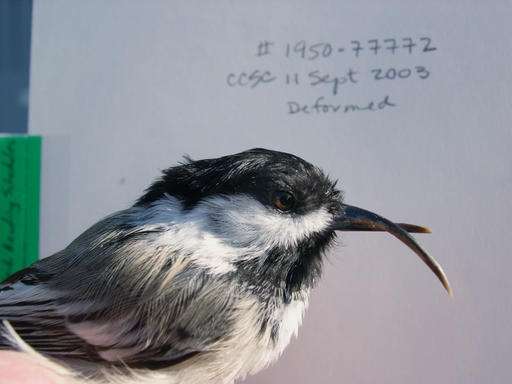 Long, curved, akimbo: Hope uncovered for bird beak deformity
