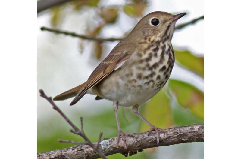 Longest study of Great Lakes region birds finds populations holding steady