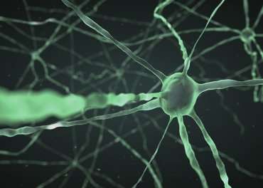 Long-sought ‘warm-sensitive’ brain cells identified in new study