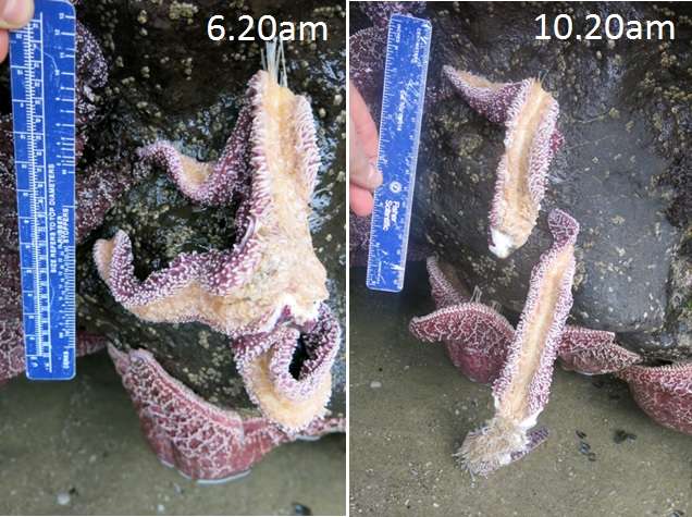 Long-term monitoring reveals effects of sea star wasting along Oregon coast
