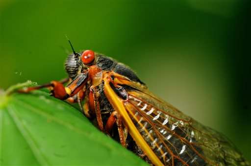 Loud and low-carb: Cicadas are back in Ohio, West Virginia