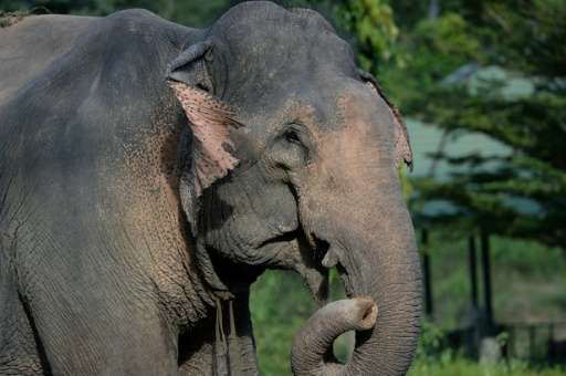Low birth rates have see the Asian elephant population in Vietnam dwindle