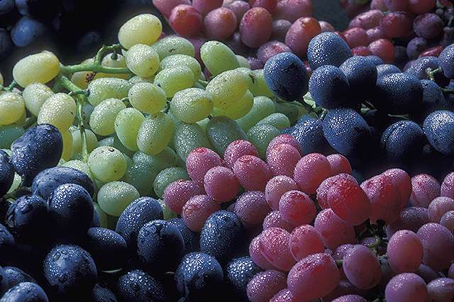Lowering the Risk of Infection with Grapes