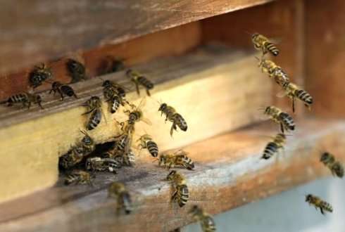 Low mortality of Dutch honeybee colonies this winter