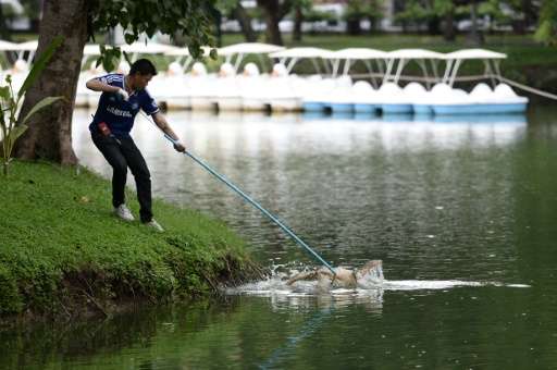 Lumpini park officers have already captured nearly 100 monitor lizards by luring them out of the water with catfish, before swif