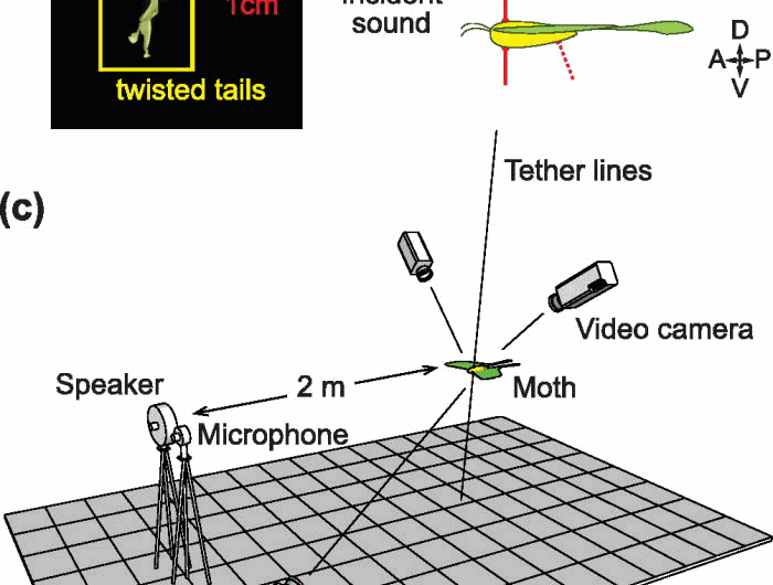 Luna moth’s long tail could confuse bat sonar through its twist