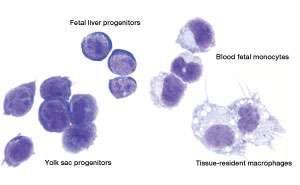 Macrophages are shown to originate from two distinct sources during the earliest stages of development in the embryo