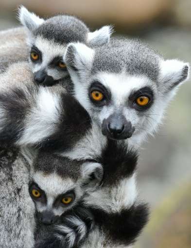 Madagascar is the only place where lemurs live in the wild, having evolved separately from their cousins, the African ape, over 
