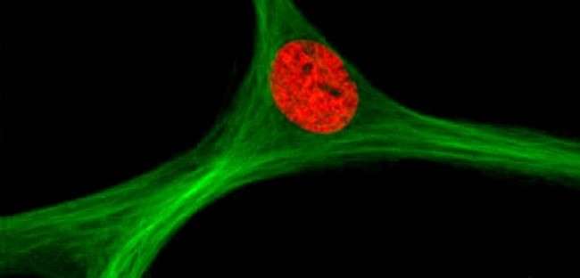 Magnetic stem cells for gene engineering