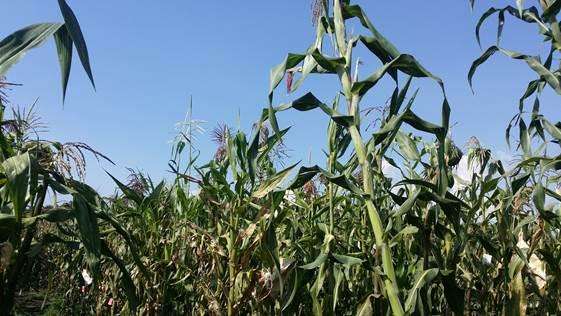 Maize genetics may show how crops adapt to climate change