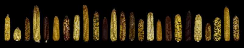 Maize genome 'dark matter' discovery a boon for breeders