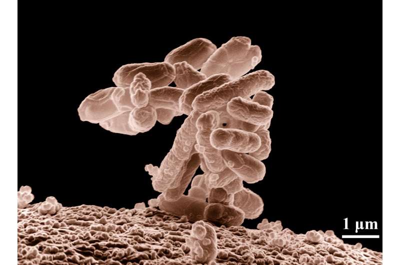 Major finding identifies nitrogen as key driver for gut health