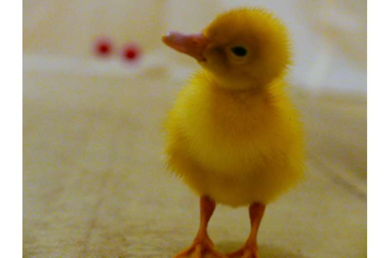 Make way for ducklings; they're smarter than you thought