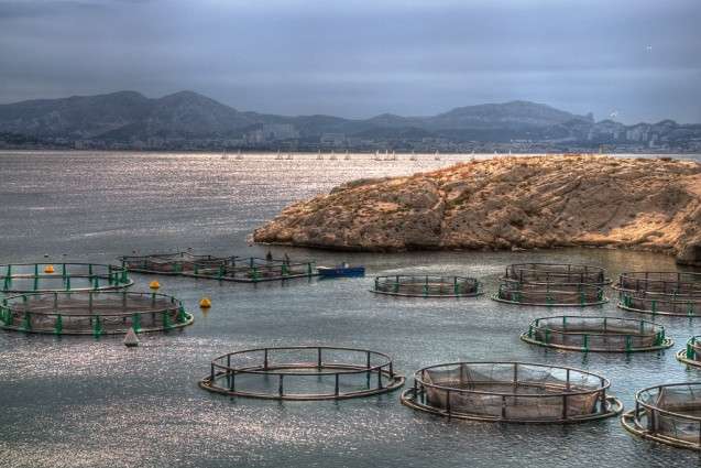 Making fish farming more sustainable