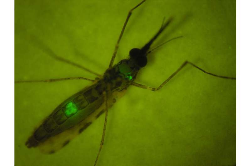 Malaria: A genetically attenuated parasite induces an immune response
