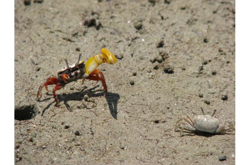 Male banana fiddler crabs may coerce mating by trapping females in tight burrows