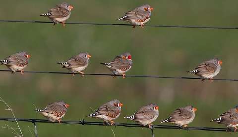 Male birds may sing, but females are faster at discriminating sounds