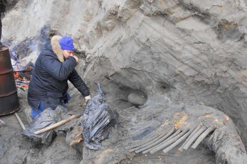 Bones of hunted mammoth show early human presence in Arctic (Update)
