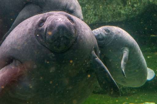 Manatee are seen in a zoo in Beauval, France