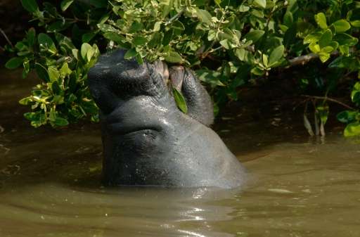 Manatees were listed as endangered almost 50 years ago, after being killed mainly due to overhunting and collisions with boats