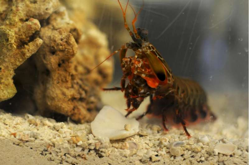 Mantis shrimp inspires next generation of ultra-strong materials