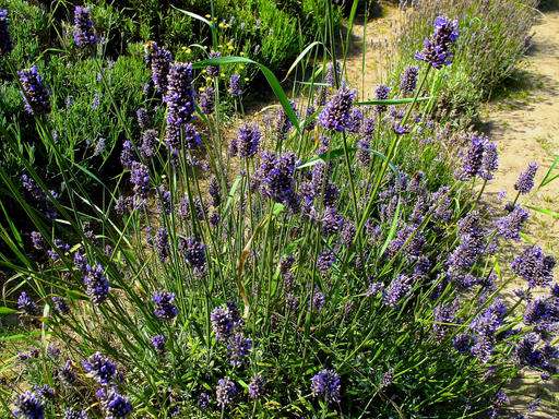 Many drought-resistant plants also draw pollinators