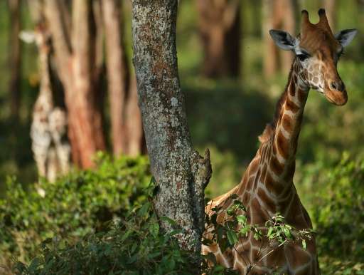 Many giraffe live in Africa's most conflict-torn regions, making conservation a challenge