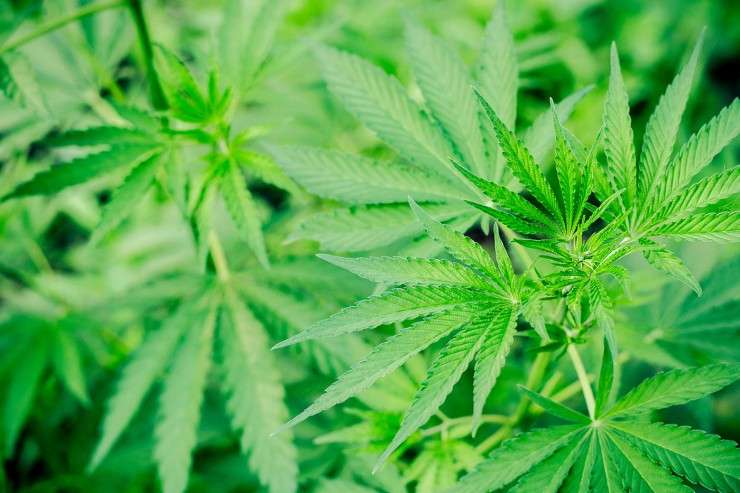 Marijuana in Massachusetts—what happens now that it’s legal?