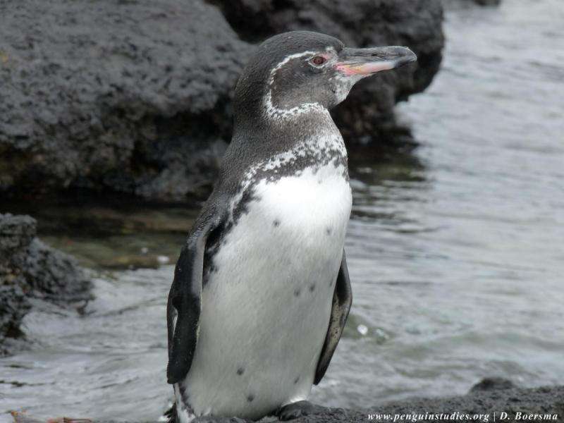 Marine preserve to help penguins in a 'predictably unpredictable' place
