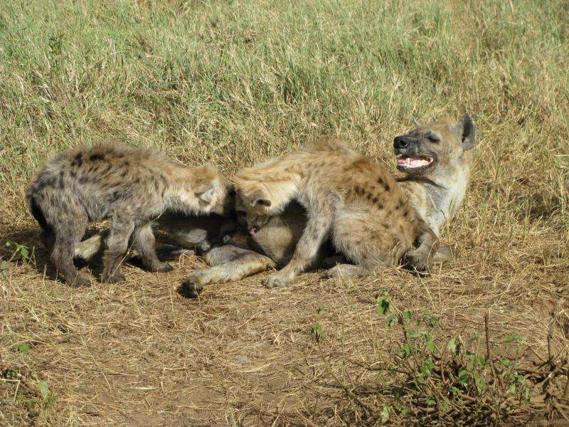 Maternal social status and sibling rivalry shape milk transfer in spotted hyenas