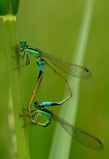 Mating damselflies are seen in a paddy field at the International Rice Research Institute (IRRI) in Laguna, Philippines