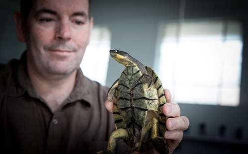 Mating season key as endangered turtles recover from mystery virus