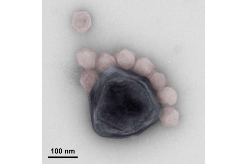 Maverick-related virus provides single-celled organisms with immunity against a giant virus