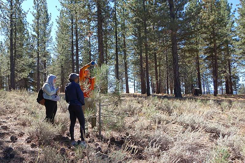 Meadow restoration studied for potential to build carbon credits in California