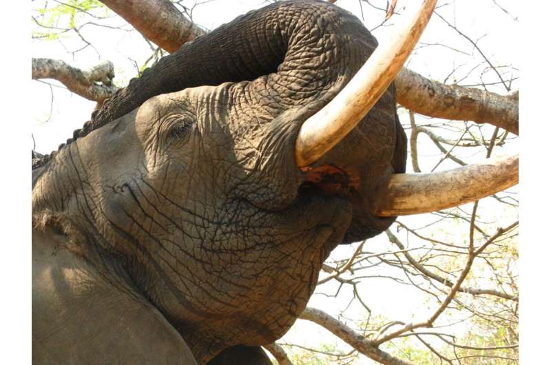 Measuring impact of Kenya's ivory burning 'urgent' say UQ scientists