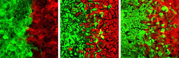 Mechanism discovered for mosaic pattern of cells in the nasal cavity